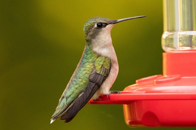 Ruby-throated hummingbird at feeder