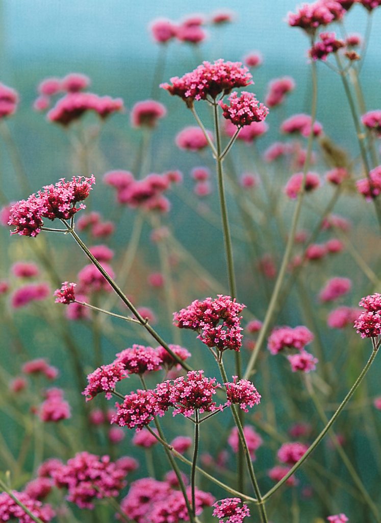 Tall verbena flowers