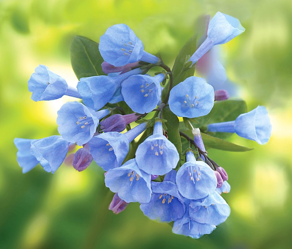 Virginia Bluebells, tubular flowers for hummingbirds