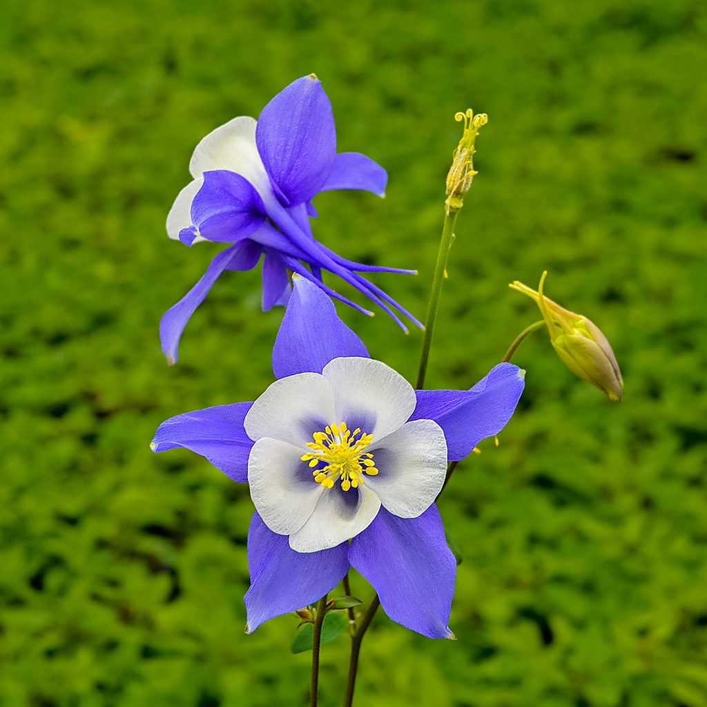 Columbine, purple hummingbird flowers