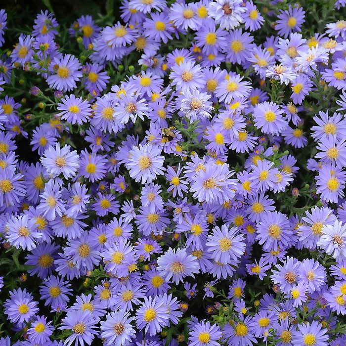 Aster flowers