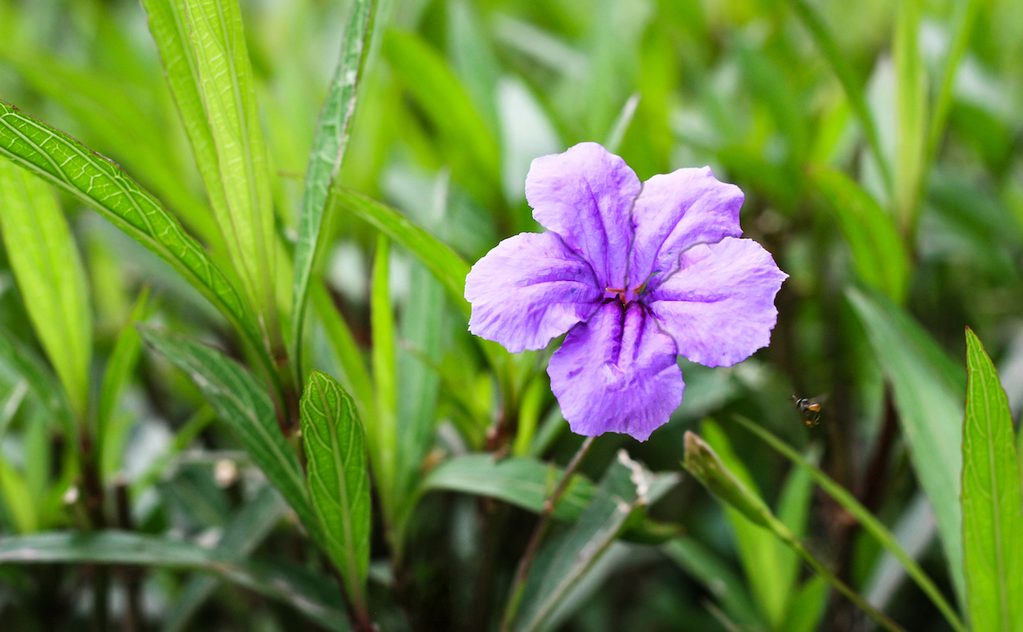 wild petunia flower