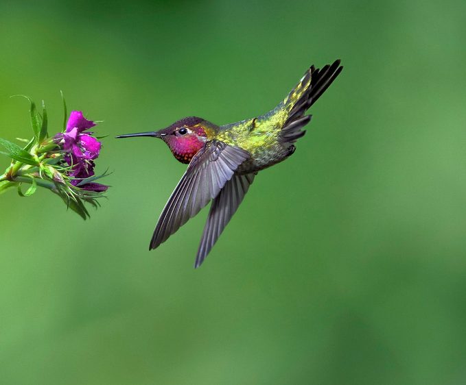 Anna's hummingbird