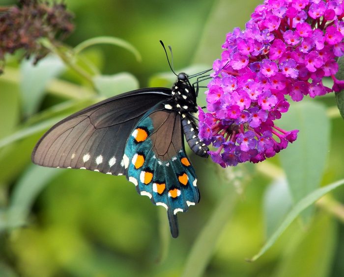 Butterfly bush