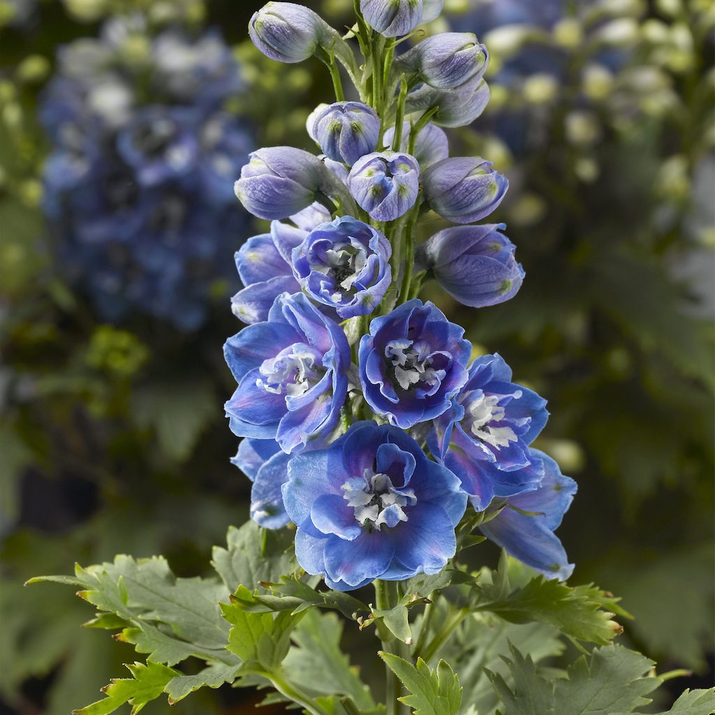Larkspur photo delphinium