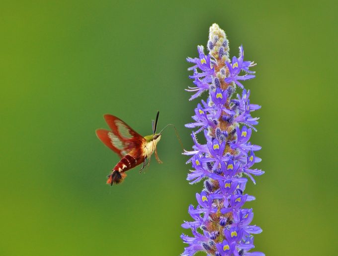 Hummingbird moth sips nectar from a purple flower.