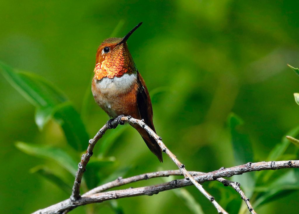 Rufous hummingbird