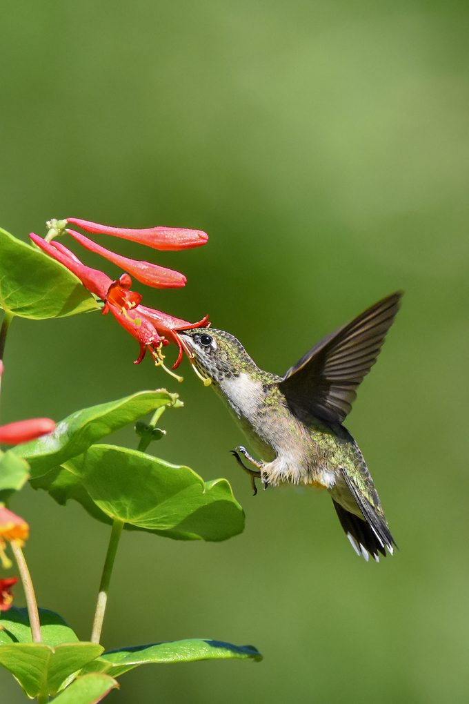 Hummingbird drinking nectar from flower