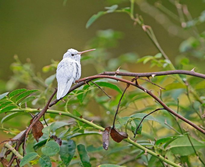 Leucistic ruby-throated hummingbird