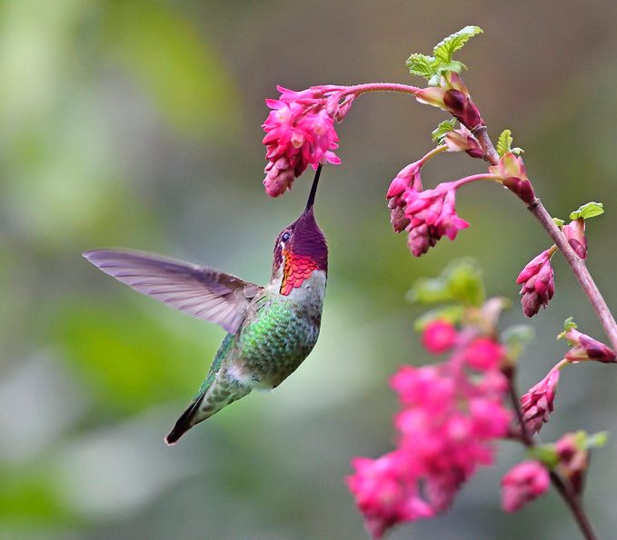 Male Anna's hummingbird