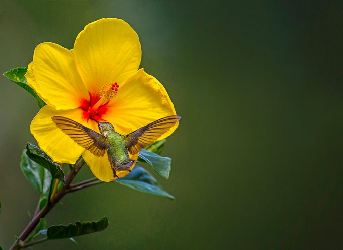 Ruby-throated hummingbird sips nectar from hibiscus flower