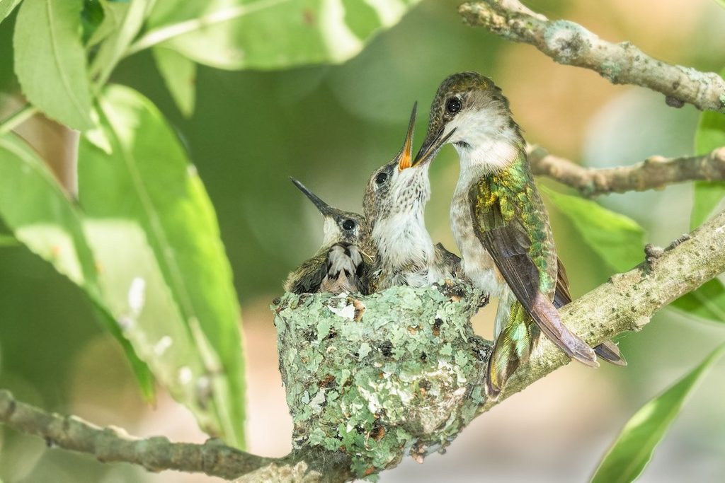 Hummingbird nest