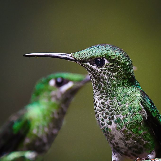 Hummingbirds in Costa Rica