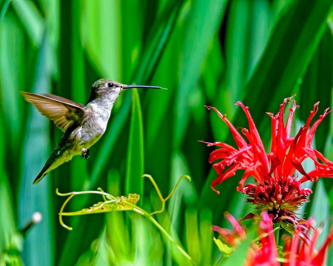 Ruby-throated hummingbird