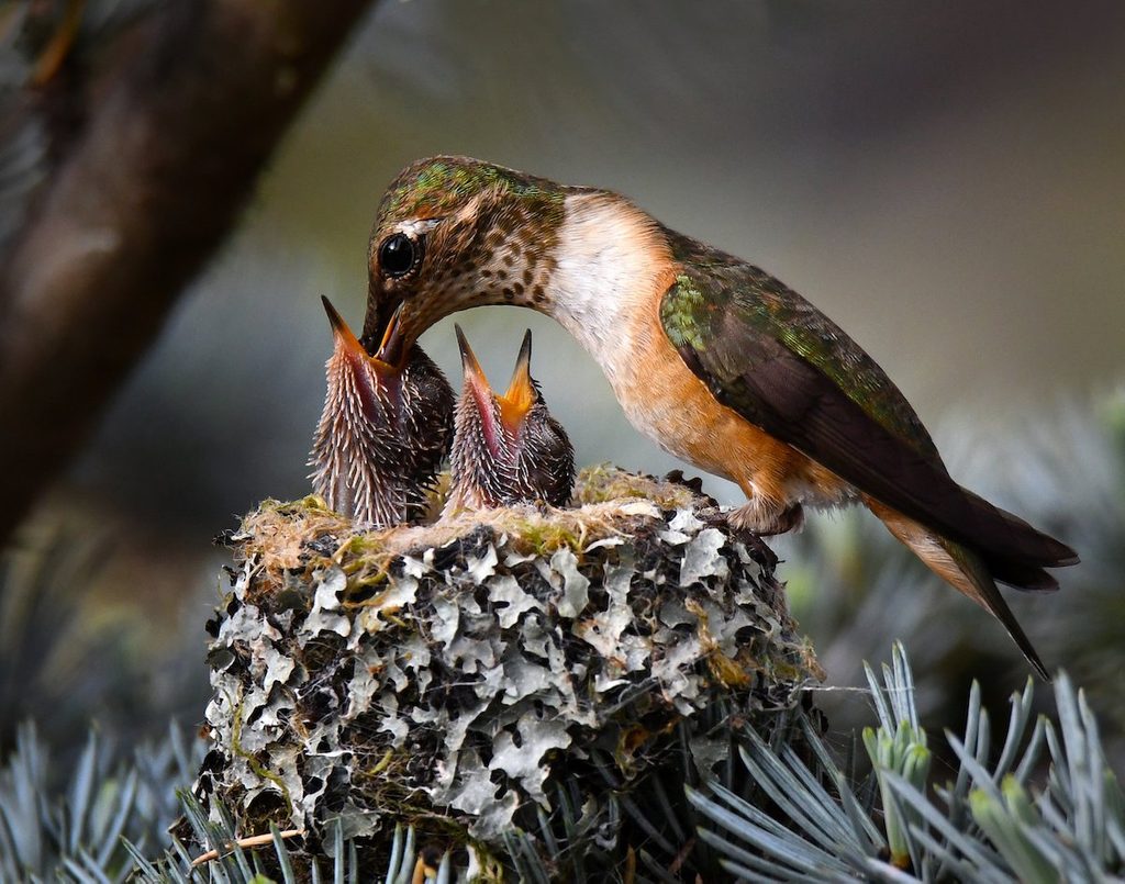 Hummingbird nest