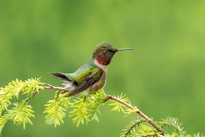 Close up photo of a hummingbird