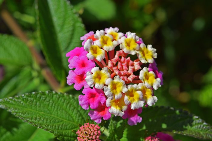 Lantana flowers
