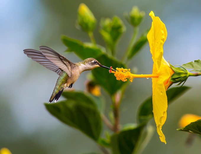 Ruby-throated hummingbird