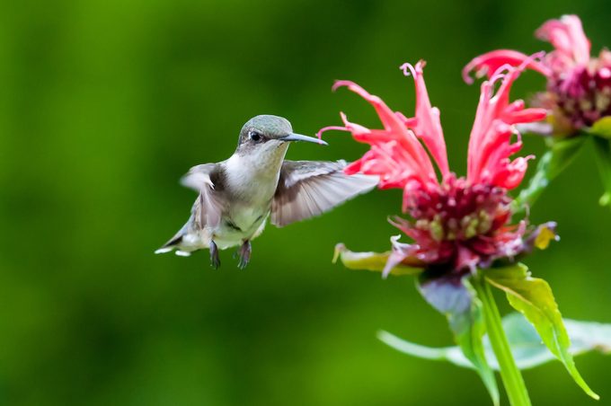 Female ruby-throated hummingbird