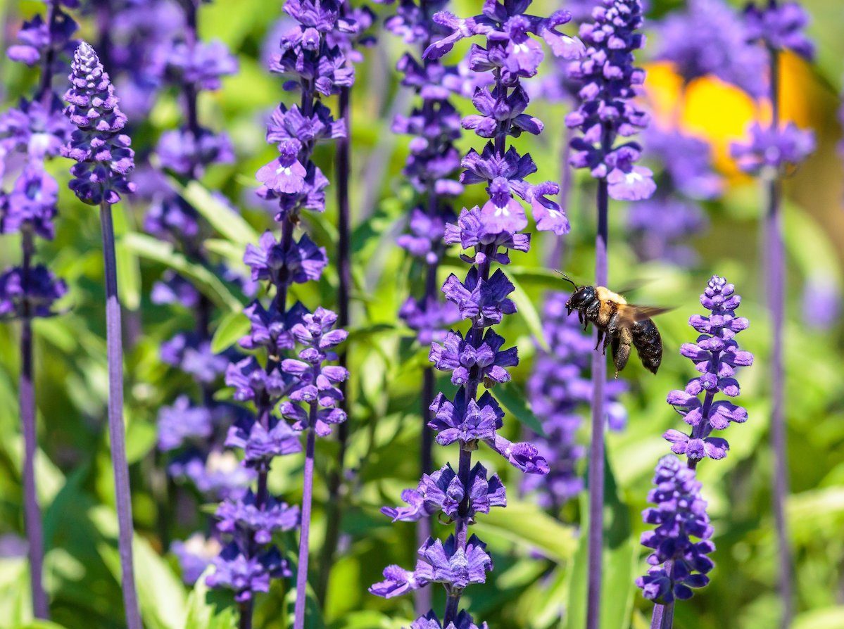 victoria blue salvia, purple plants