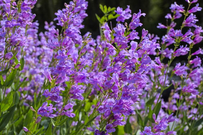 Penstemon