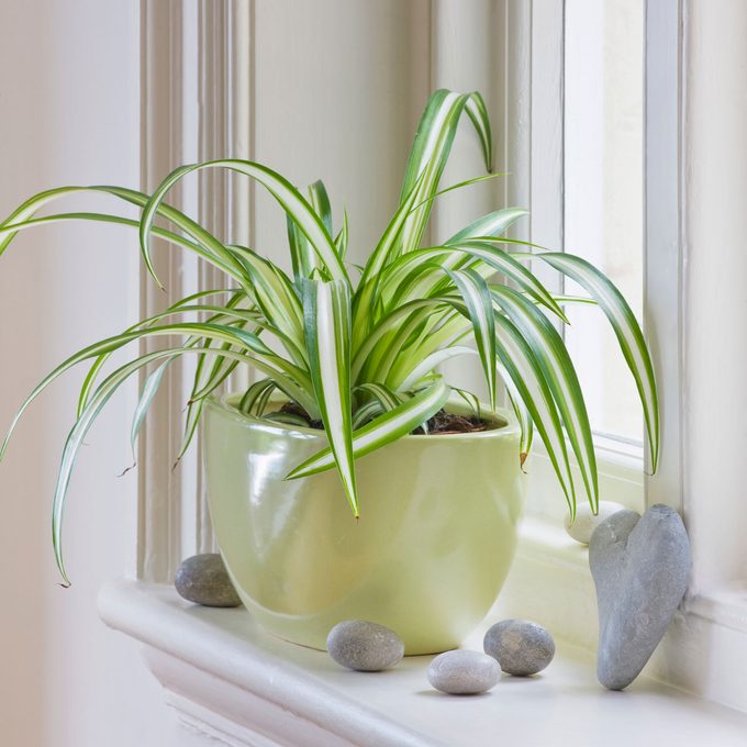 Spider Plant Care and Growing Tips