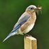 10 Natural Ways to Keep Bugs out of Your Garden
