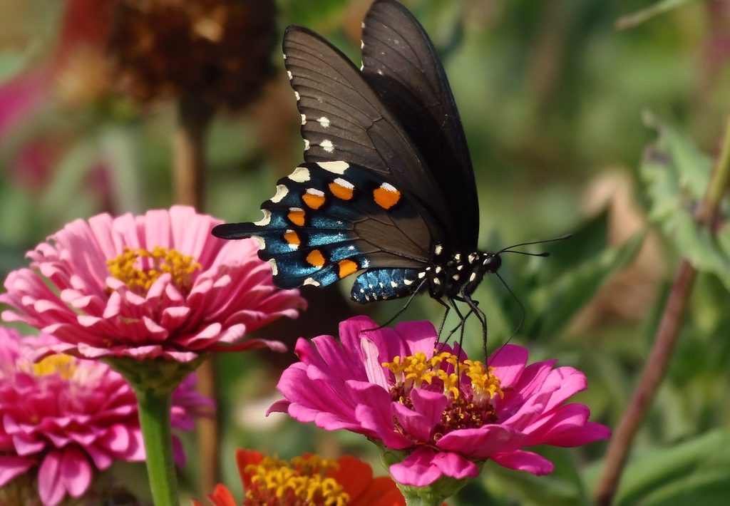 Zinnia and butterfly