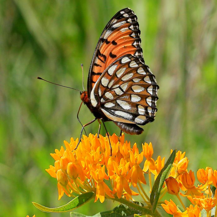 Regal Fritillary (speyeria Idalia) on butterfly weed, Regal fritillary on butterfly weed