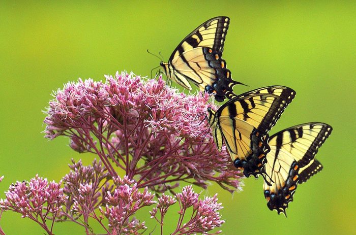 joe pye weed and swallowtail butterflies