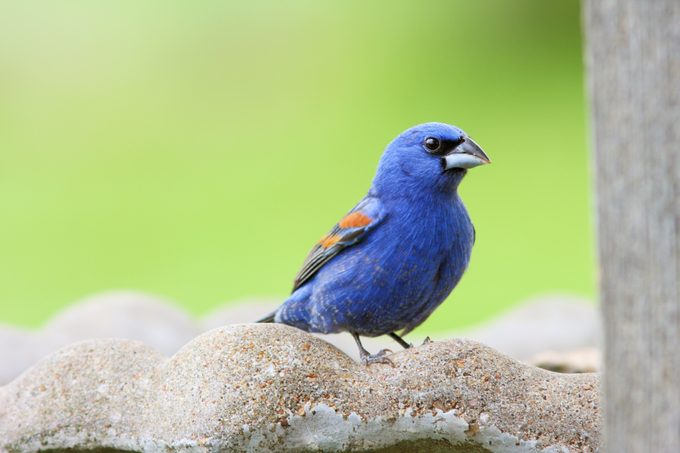 A blue grosbeak sits on a birdbath.