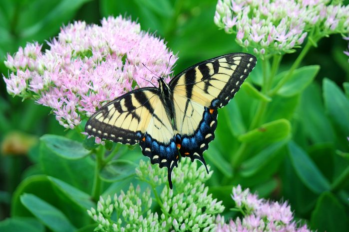 An eastern tiger swallowtail butterfly lands on a sedum bush.