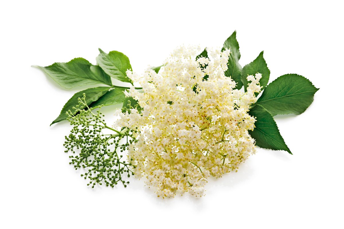 A close-up of an elderberry flower and leaves.