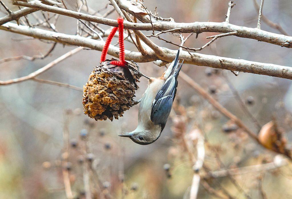 white breasted nuthatch, pine cone bird feeder