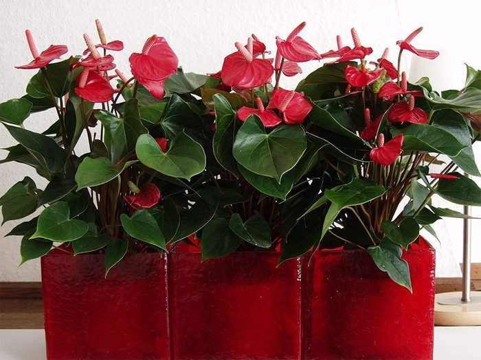 flamingo flower