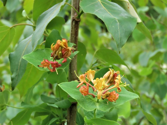 Northern Bush Honeysuckle (diervilla lonicera)