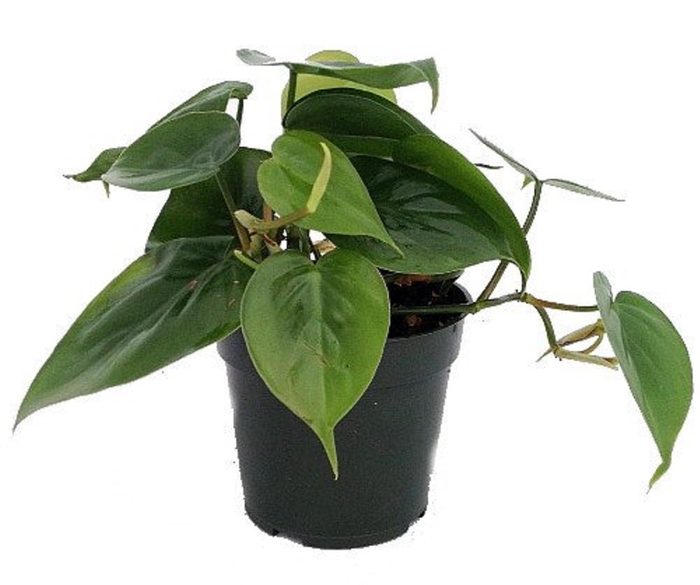 Heart-leaf philodendron
