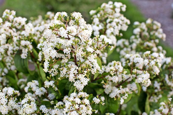 Tianshan seven-son flowering bush