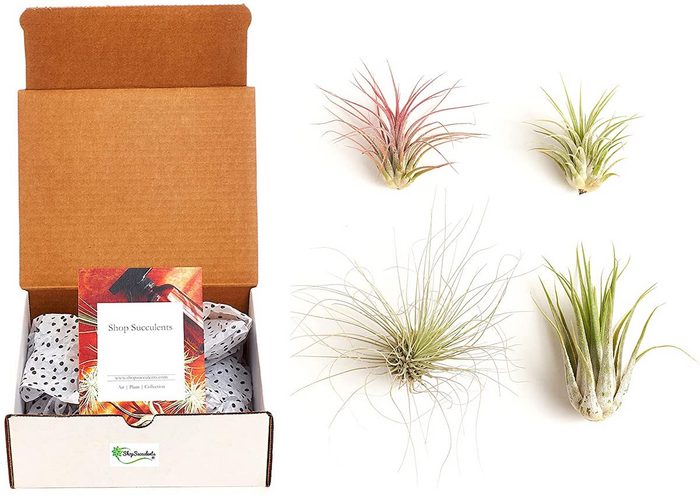 air plants