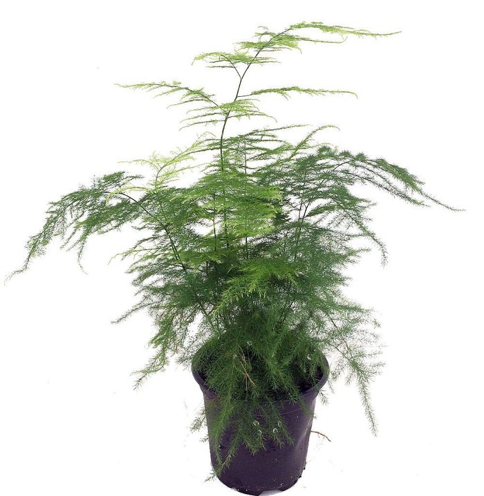 asparagus fern