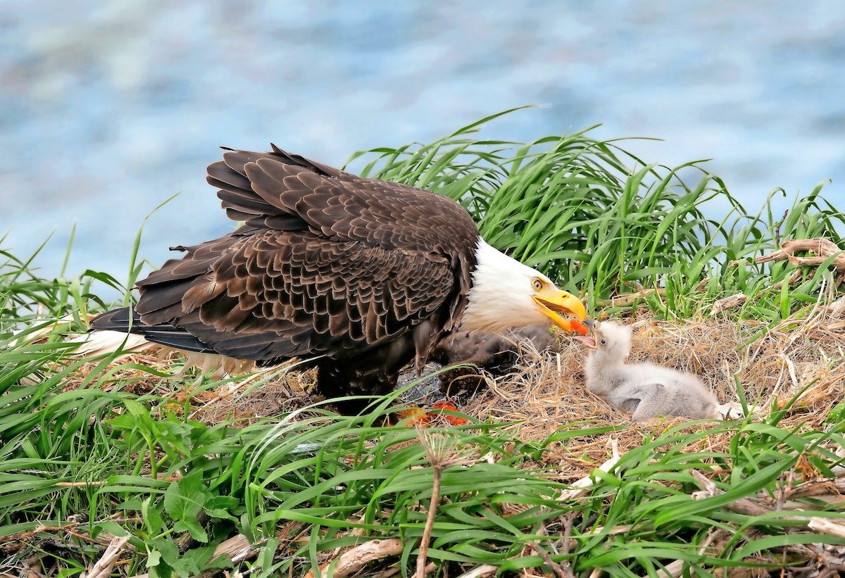 A bald eagle feeds its young at the nest.