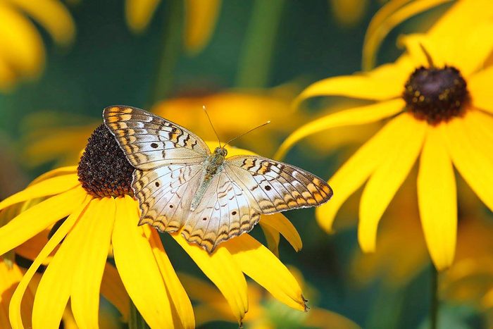 black-eyed Susan