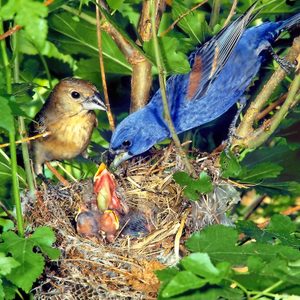 A pair of blue grosbeaks sit near their nest as the male feeds their young.