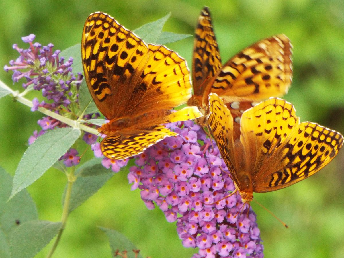 butterfly bush