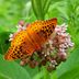 5 Easy Ways to Attract and Help Butterflies