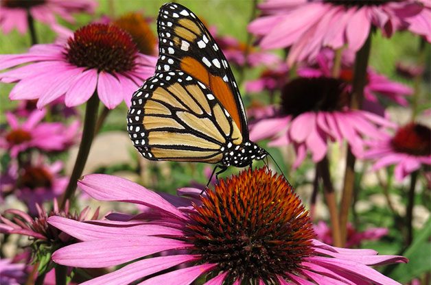 monarch on coneflower