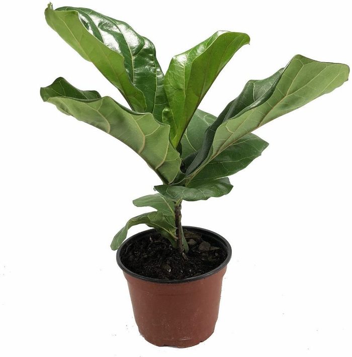 fiddleleaf fig tree