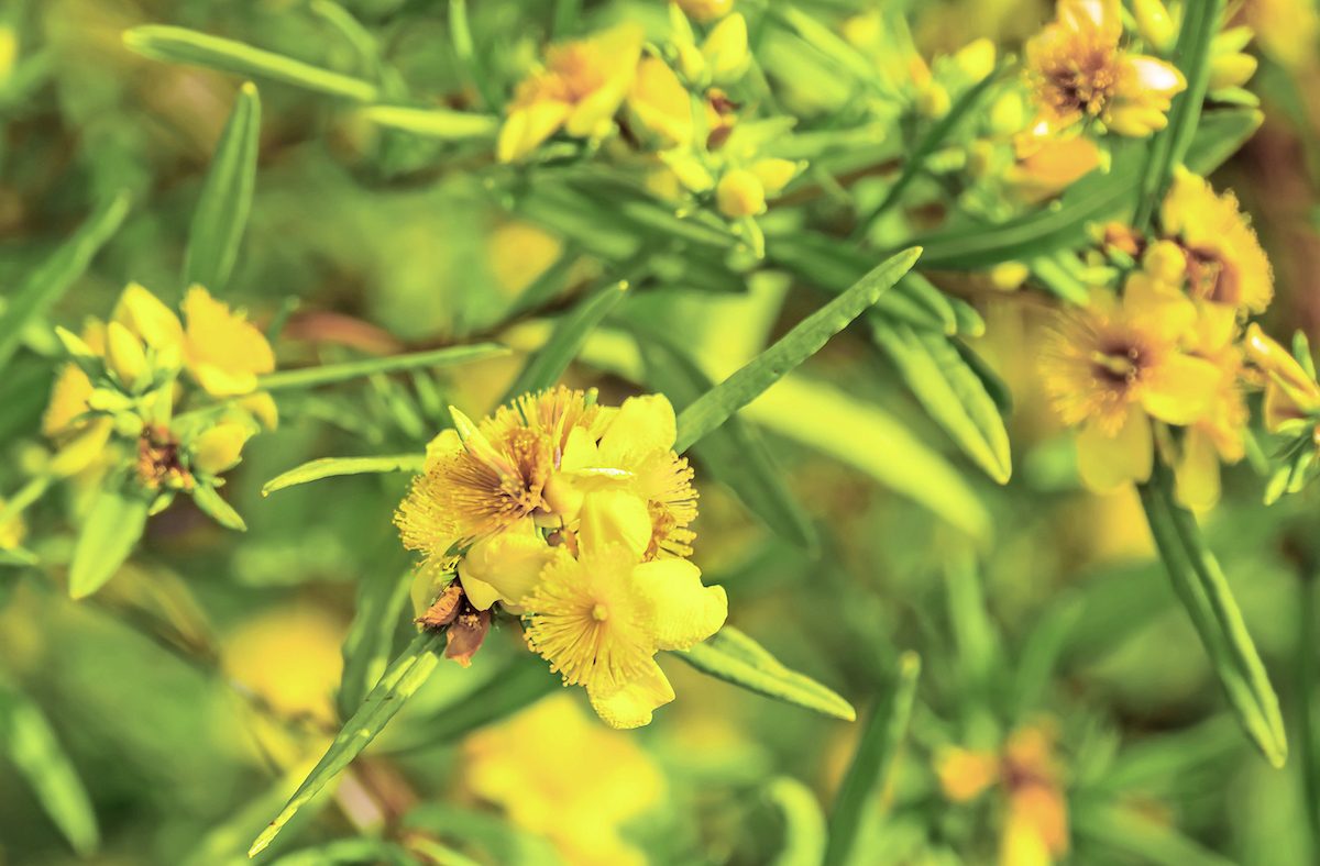 Yellow Kalm St. John's wort