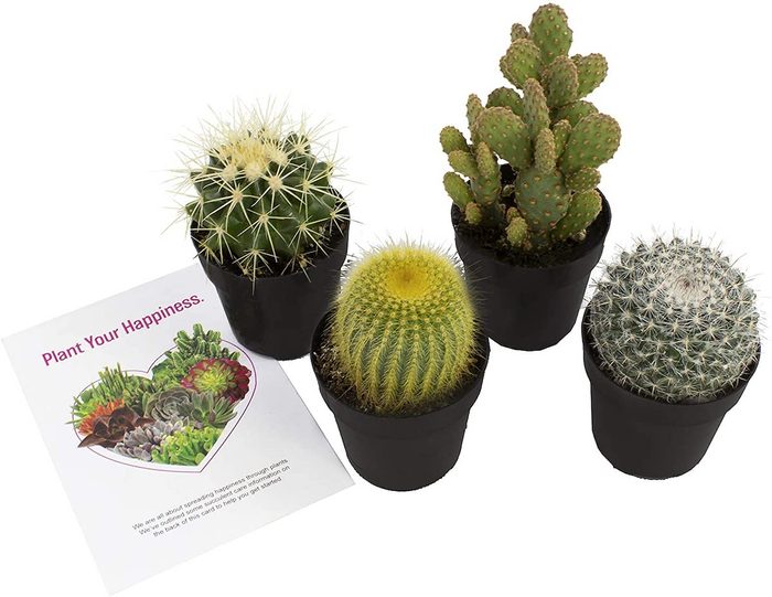 mini cacti