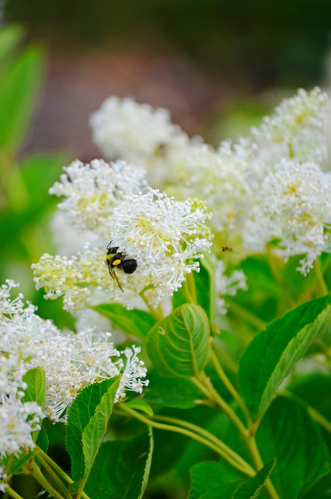 New Jersey tea plant with a bee on a bloom.